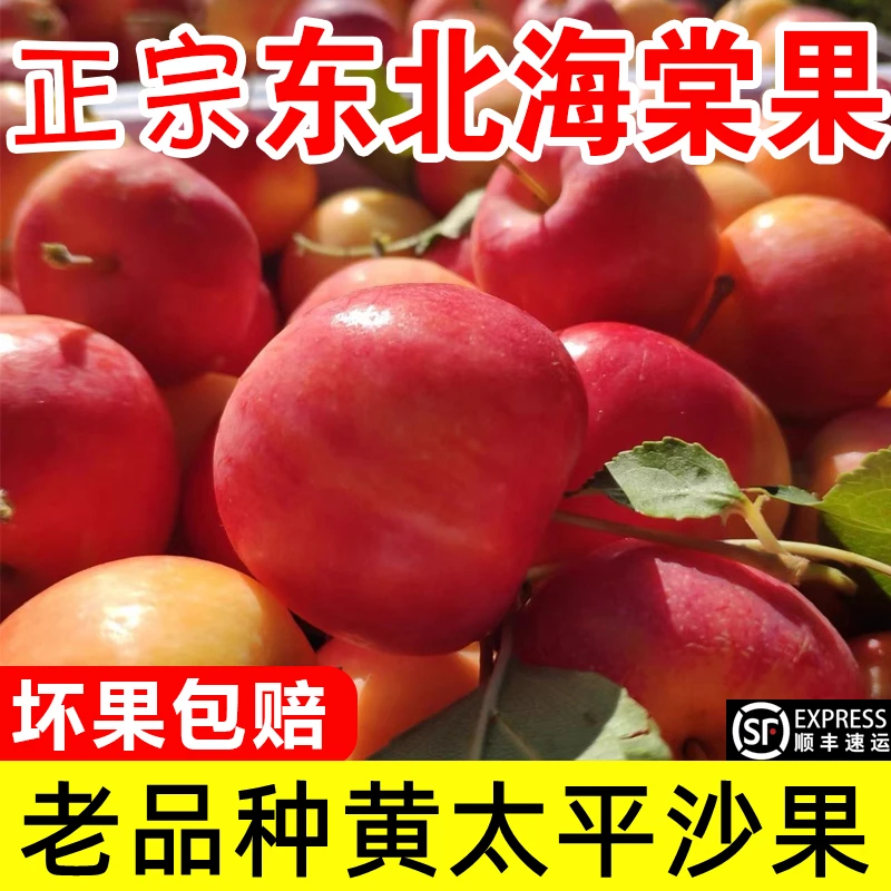 【真好吃】东北沙果黄太平海棠果沙果顺丰新鲜水果糖心非鸡心果K9