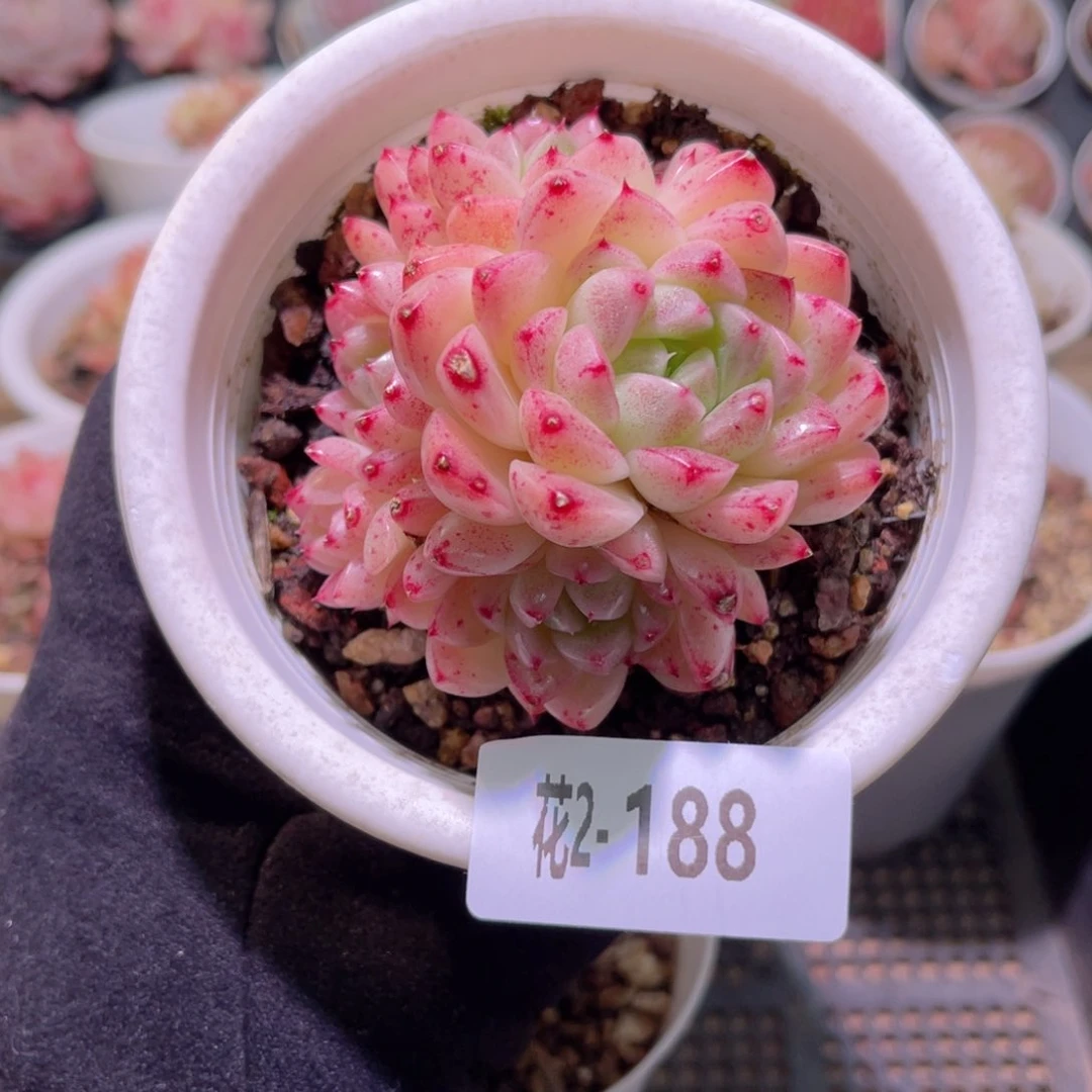 红陶花利美2-188麦秆微瑕