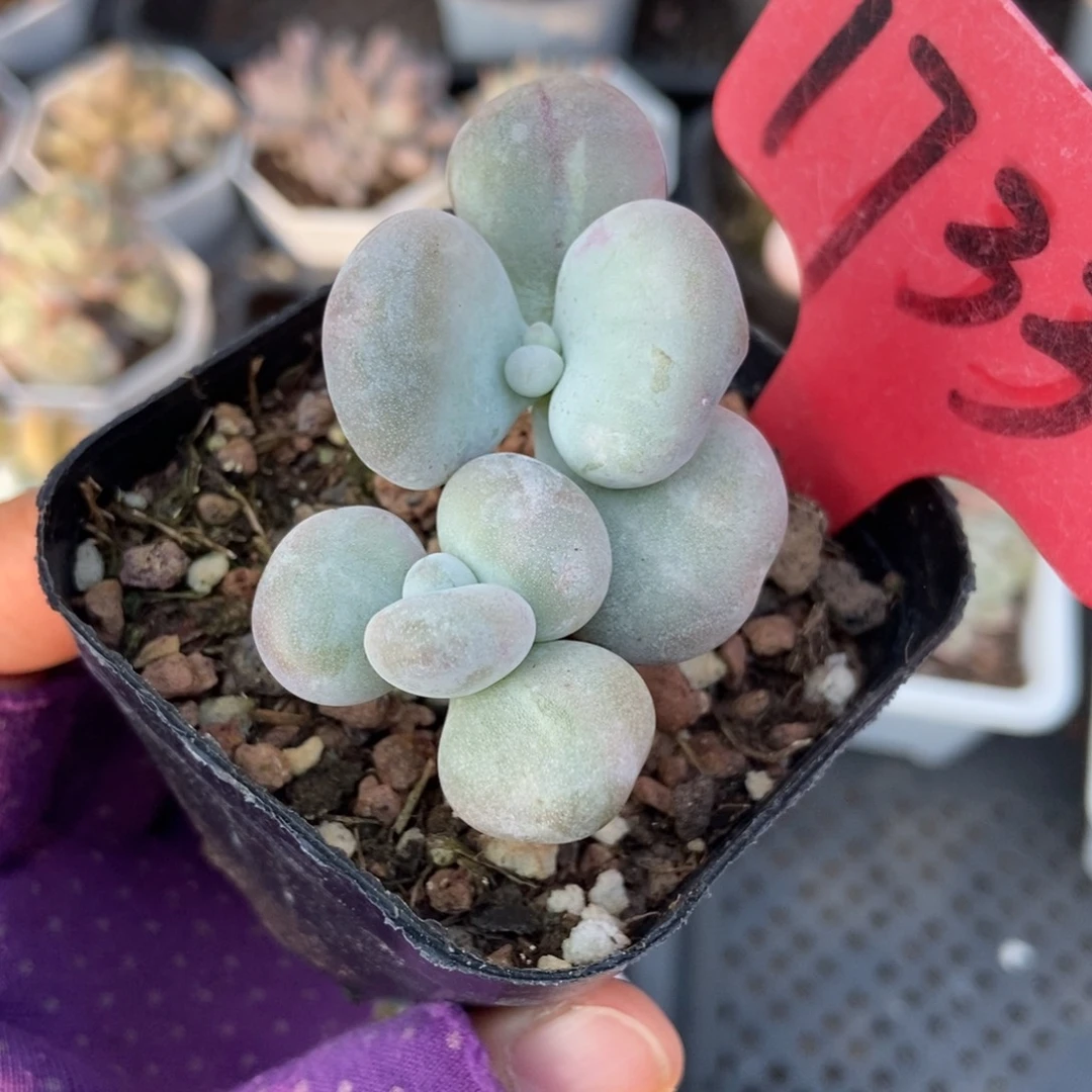 1733油煎奶酪多肉植物