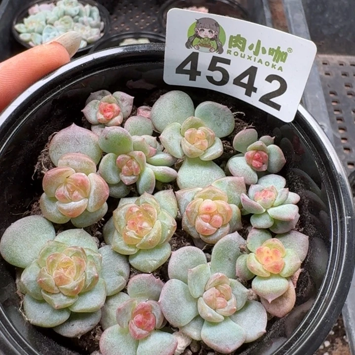 多肉植物多肉植物