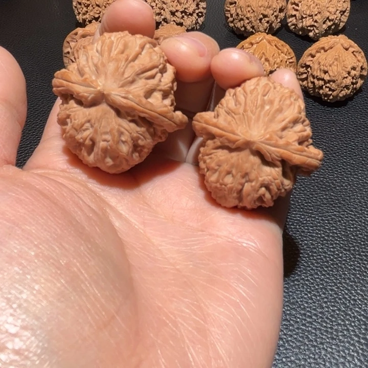 原生态白狮子40尺