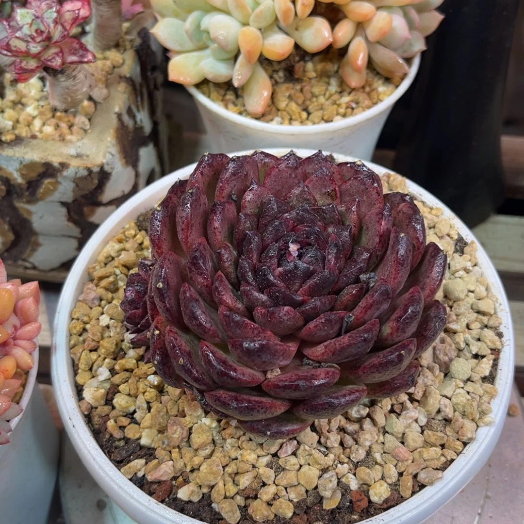 不知道多肉植物funvjinm