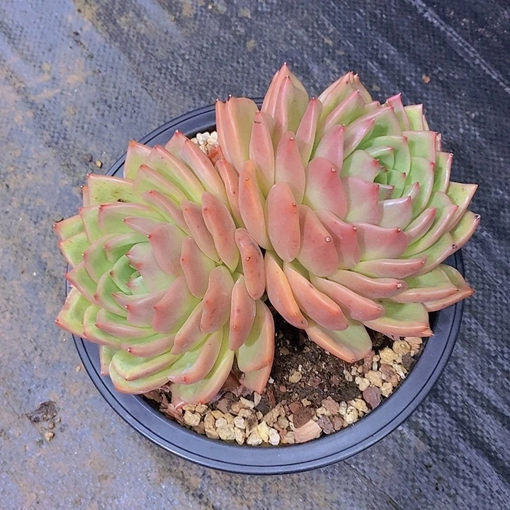 相****香槟多肉植物双头