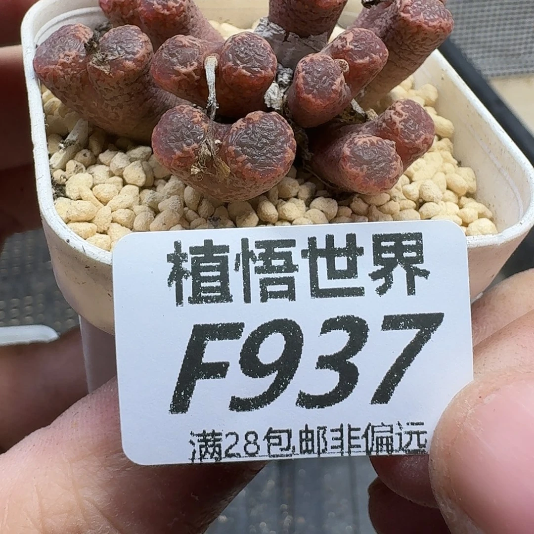 多肉植物的人生fhhj