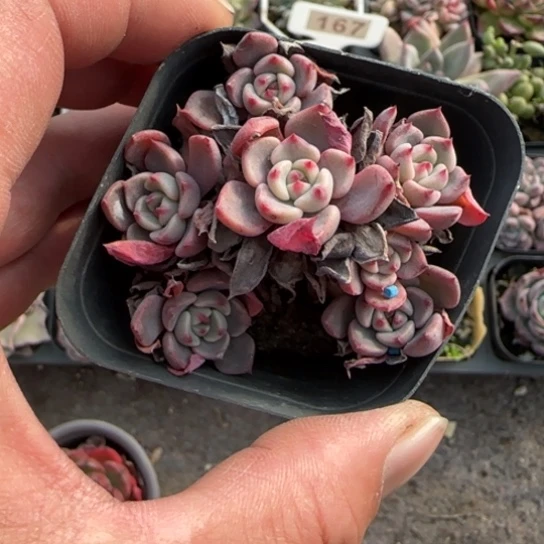 10娜娜小勾多肉植物多