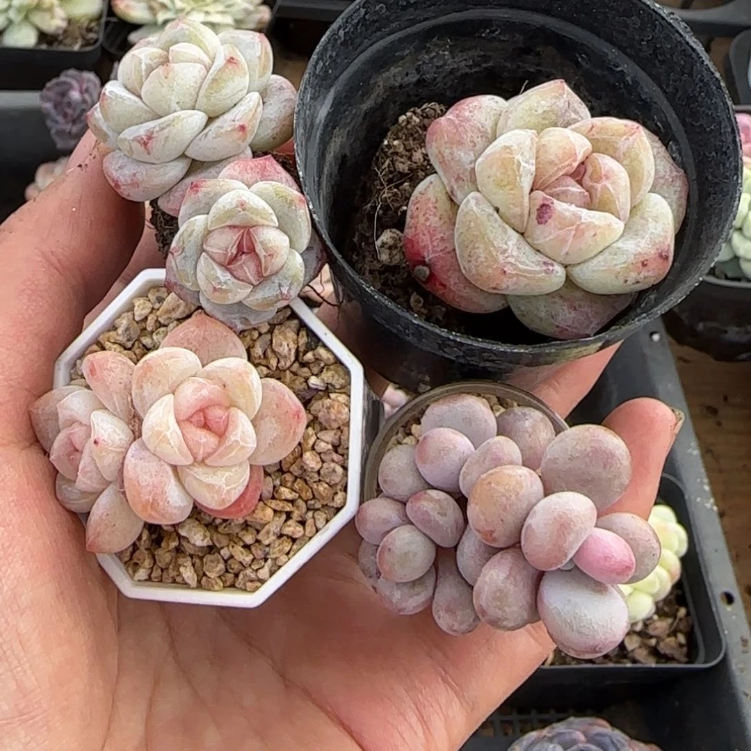 @*@艾特专拍4颗小肉肉