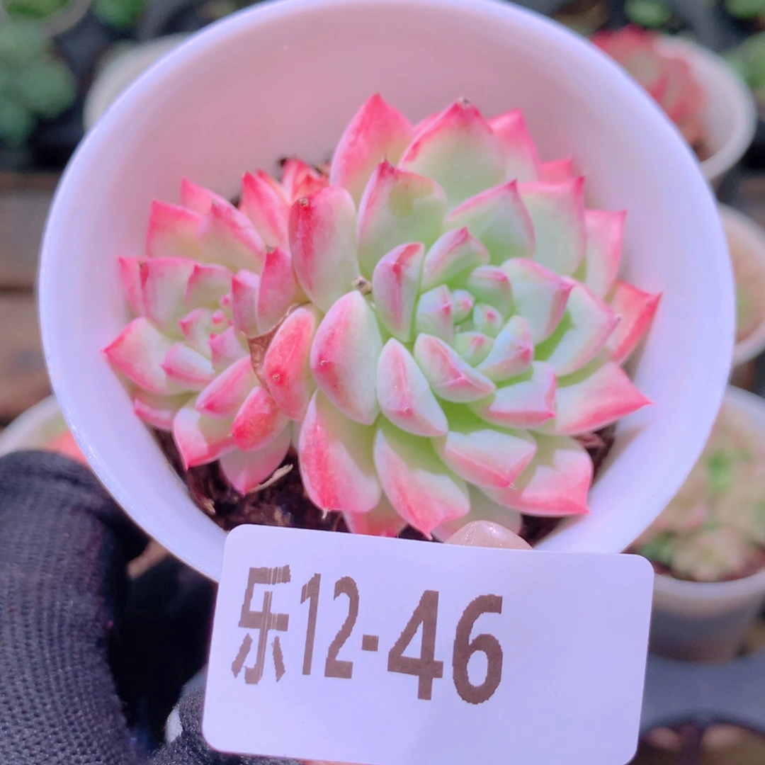 乐然12-46 新品 不包整