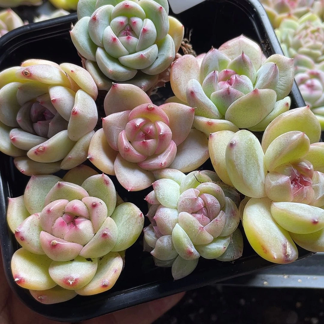 珍妮混一物一拍122