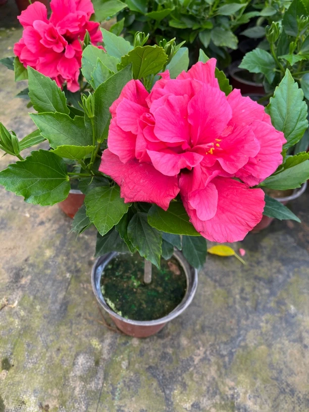 枚粉小颗木槿（天冷单层，回温重瓣，带花苞发货，换盆无售后）