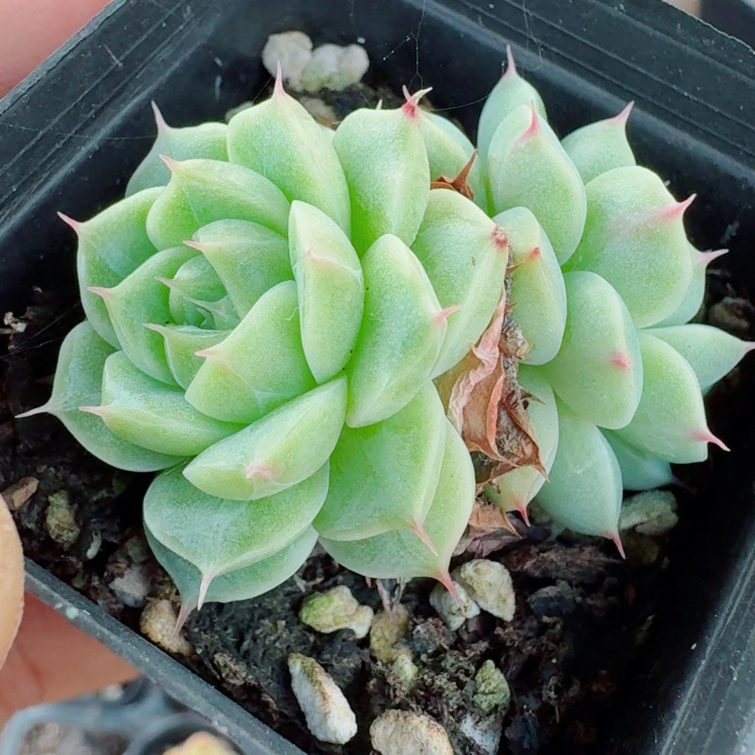 多肉杂交一物一拍6-111