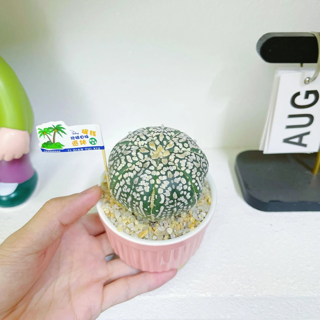 精品超兜星兜多肉植物仙人掌盆栽桌面小绿植开花花卉仙人球