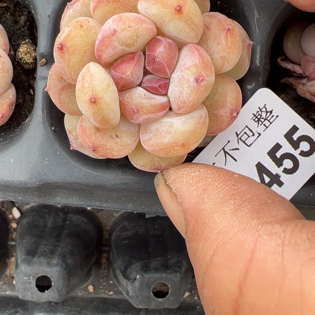 小卡拉米糖心一物一拍1-455