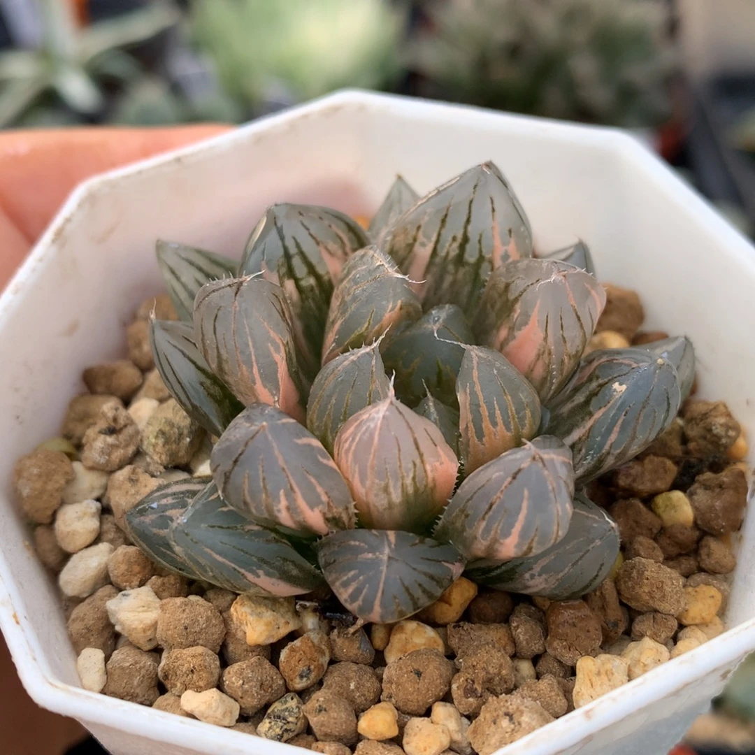 霓虹灯玉露锦，带盆一起