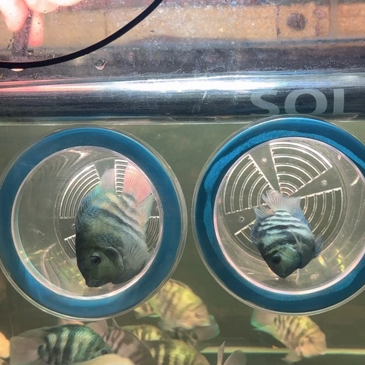 海水鱼宝蓝一公一母