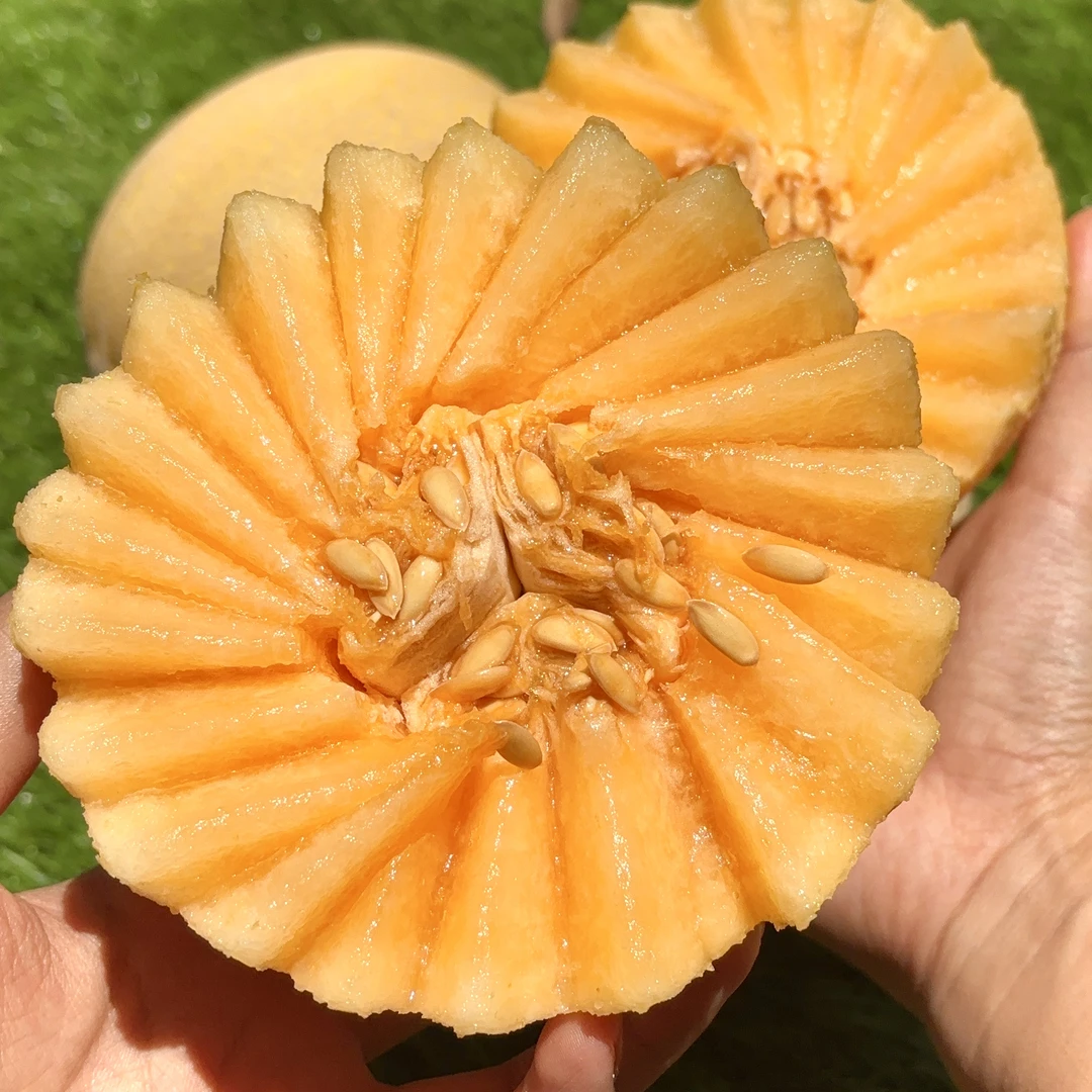 新疆哈密瓜脆甜可口果香感浓郁甜而不腻天山脚下种植一藤一瓜