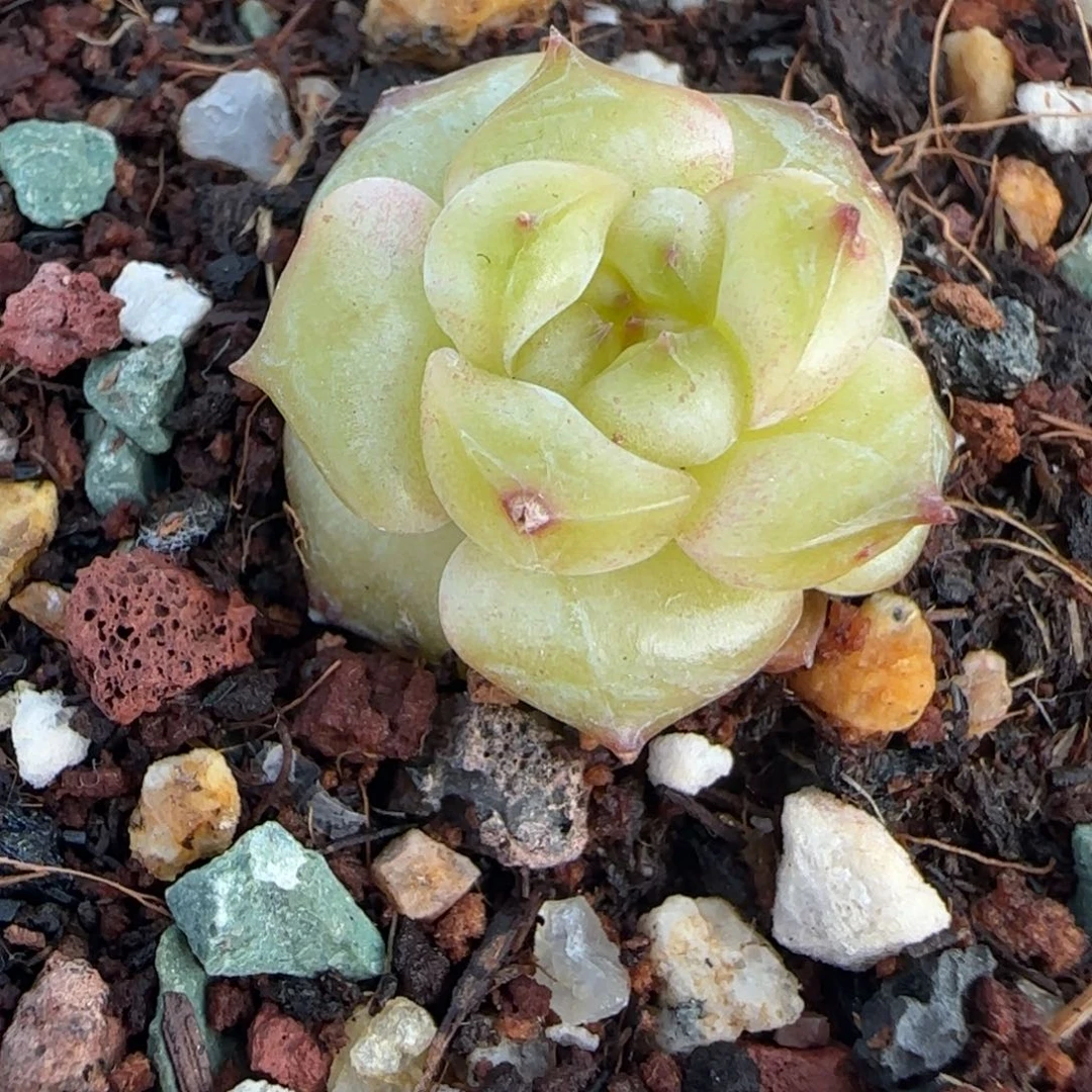 瓶***盖小卡拉米糖心一物一拍