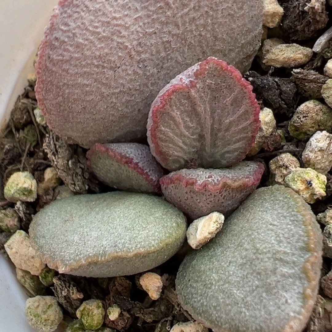 900号磨砂蛋水泡多肉植物