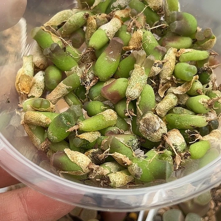 无花朵吃*了960号磁铁风铃一盒