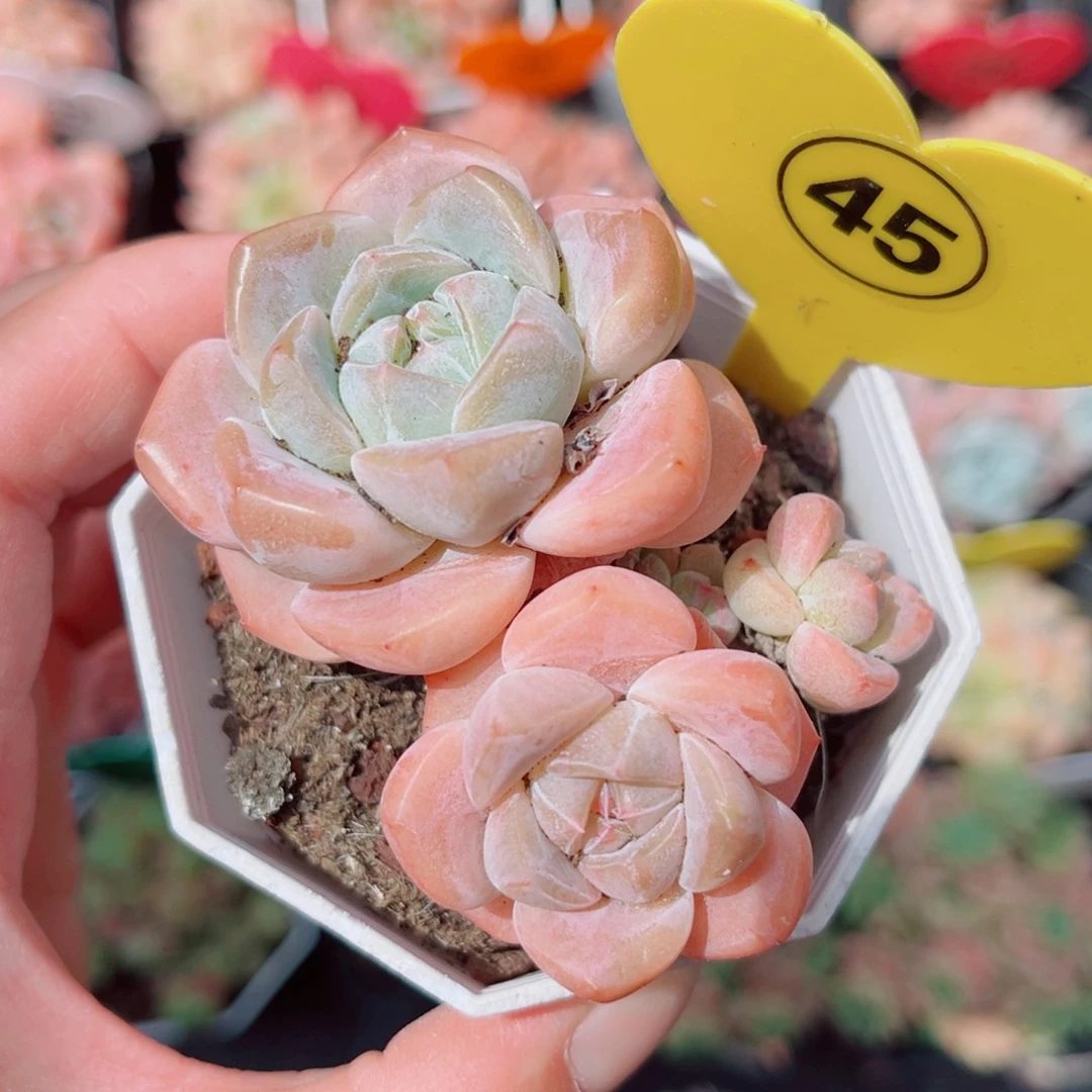 风靡园艺老桩糖心群