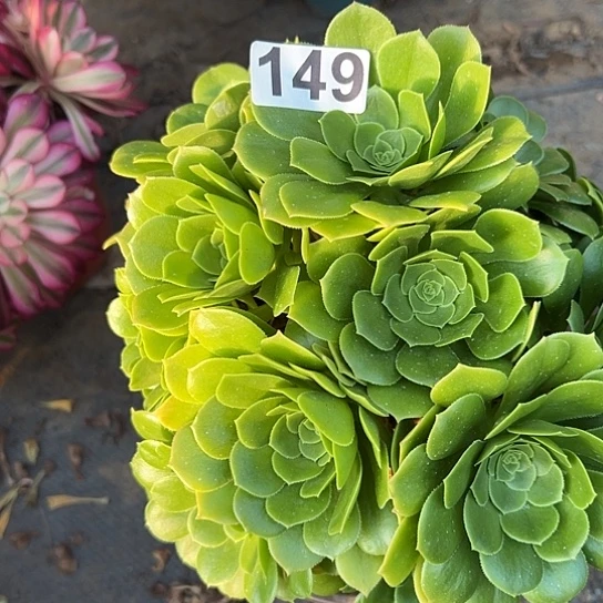 倾*多肉植物一个