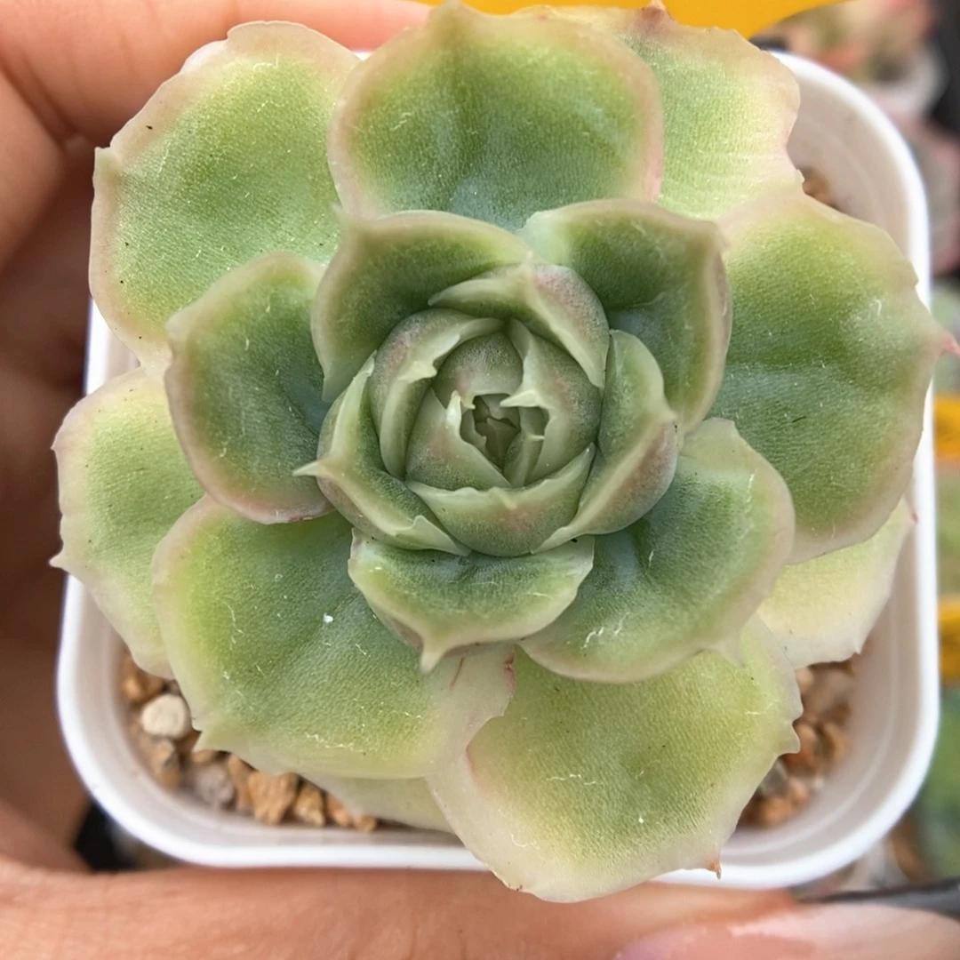 水晶虾饺404号。