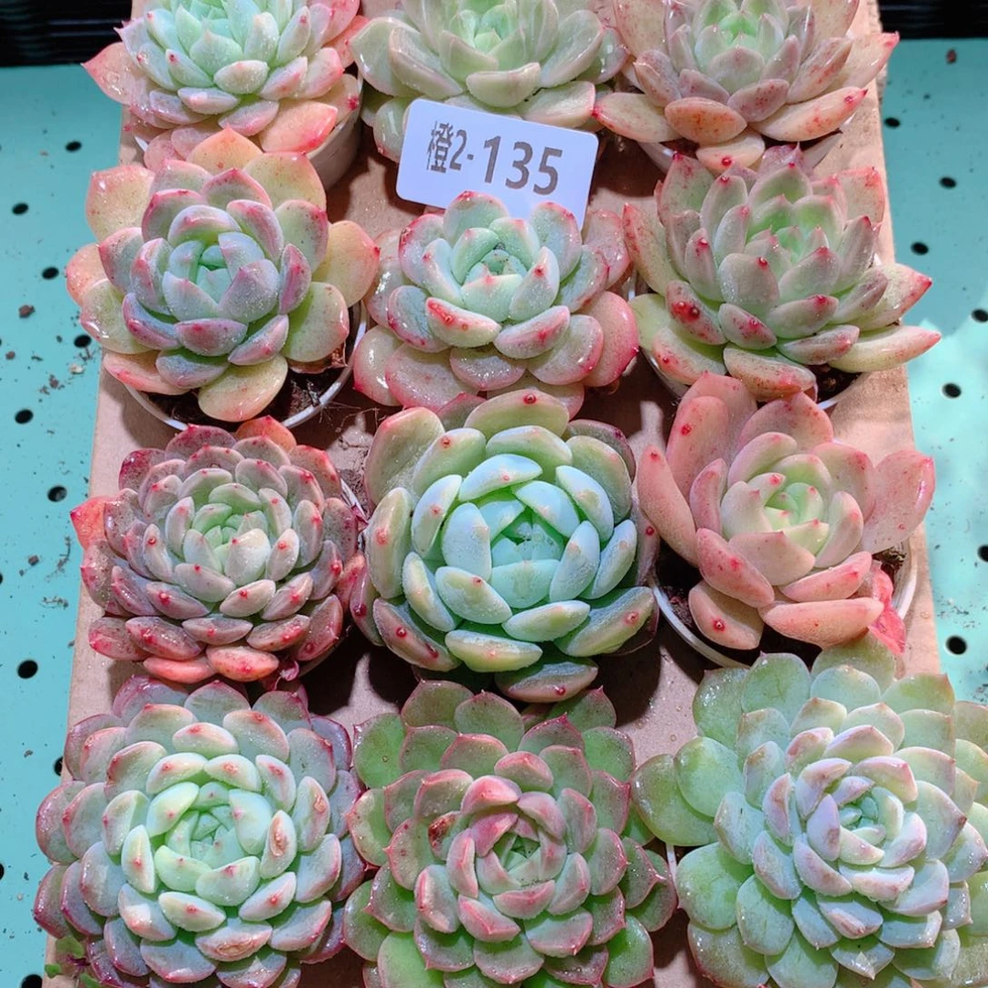 2-135一物一拍多肉带盆18颗