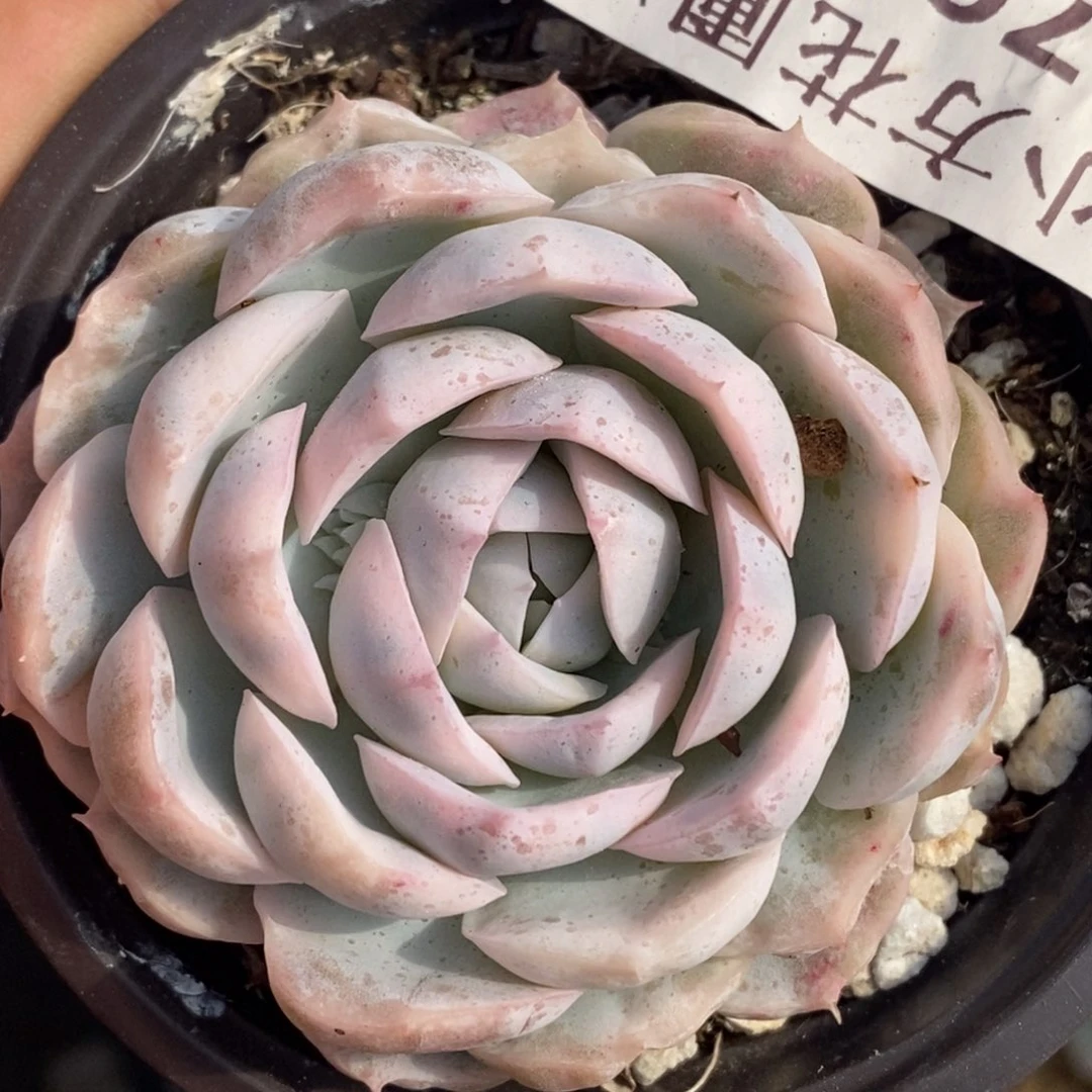 769墨西哥雪球锦单头