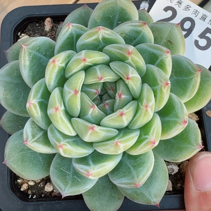 雪花珍妮         精控精养多肉植物