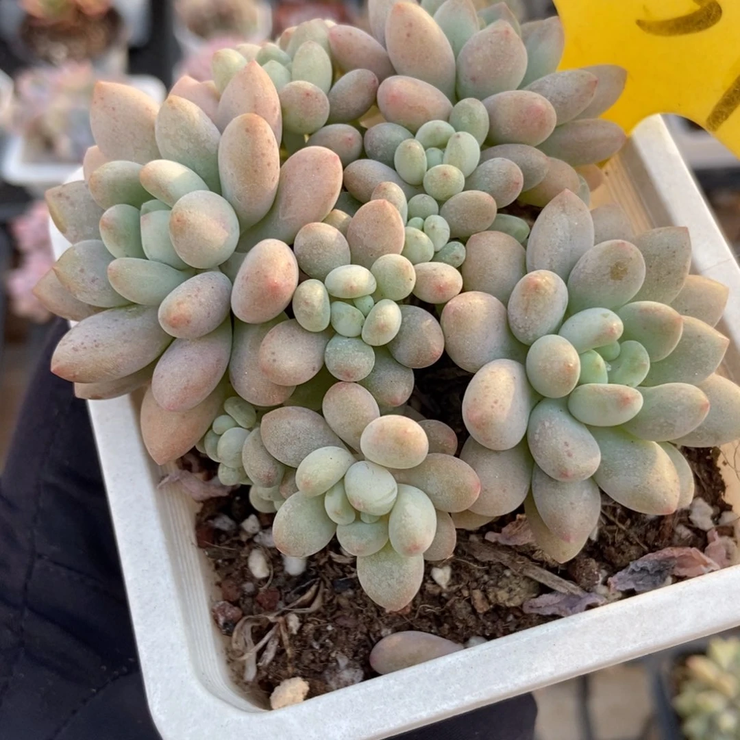 1857鱼子酱多肉植物多肉