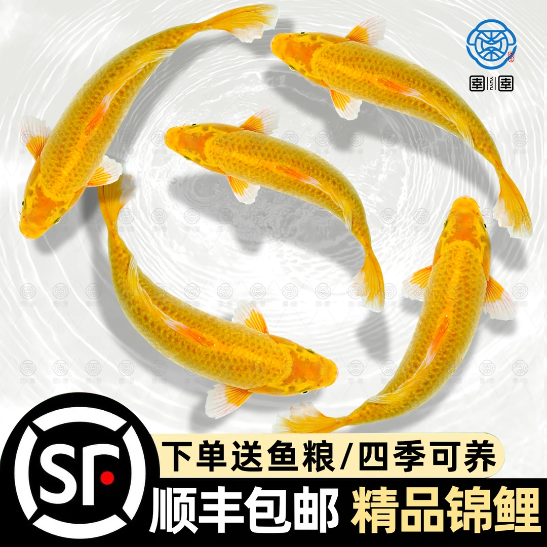 顺丰黄金锦鲤招财鱼观赏鱼冷水淡水鱼活体鱼苗好养耐活草金鱼活鱼