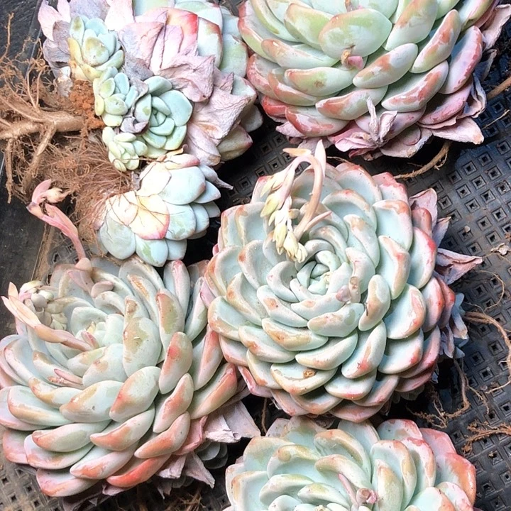 50///////////////////