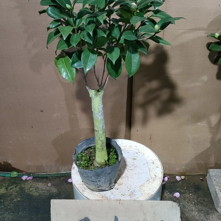 520乔伊，原盆原土发货，不包邮