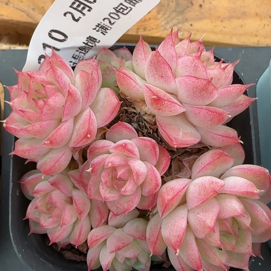 花语逸镜0201-310