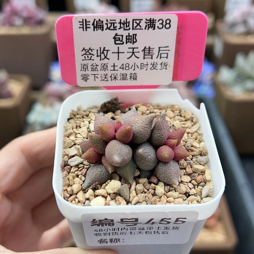 455小辣椒多肉植物