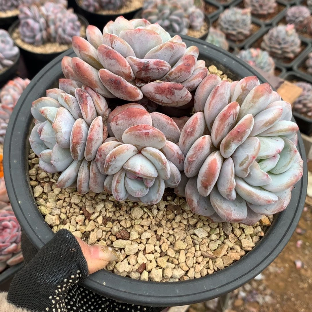 哈哈哈哈哈哈冰玉石榴籽