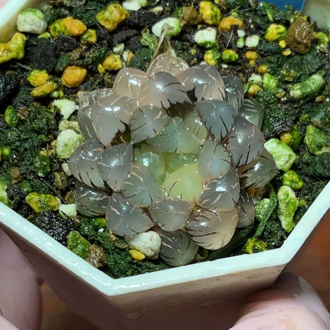 恭喜发财大吉大利721