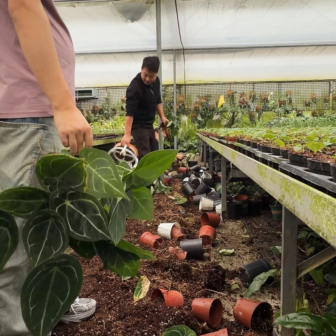 完全开放Q75 六颗大老庄无售后