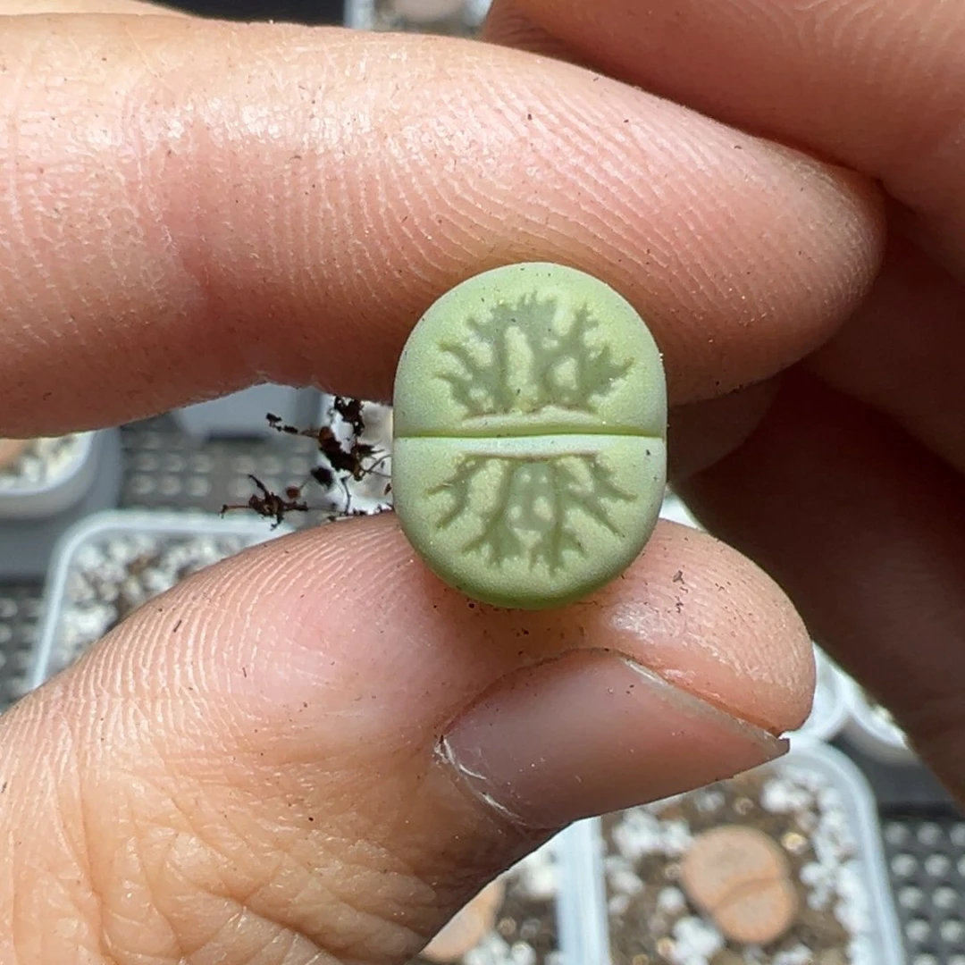 【闪购商品】951……