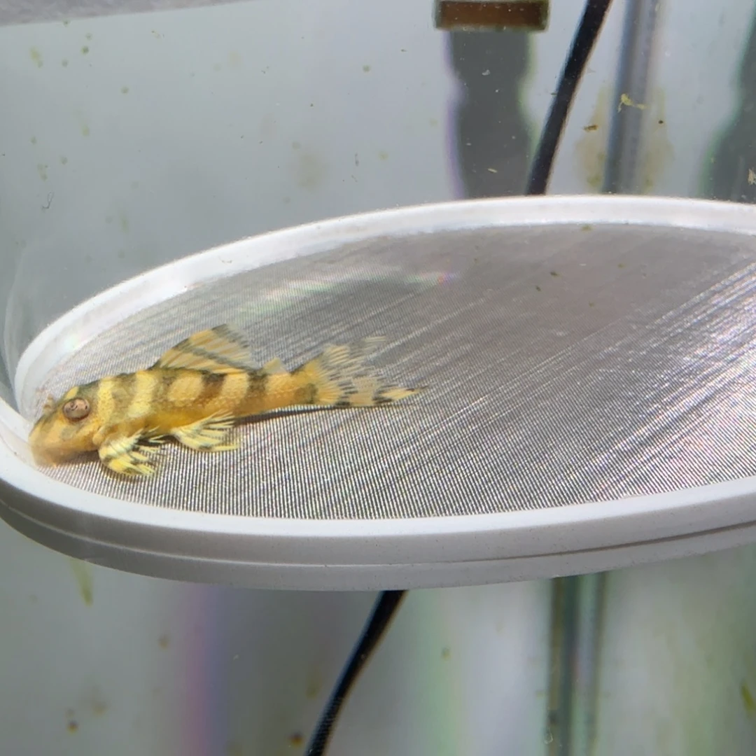 工具鱼18号皇室333