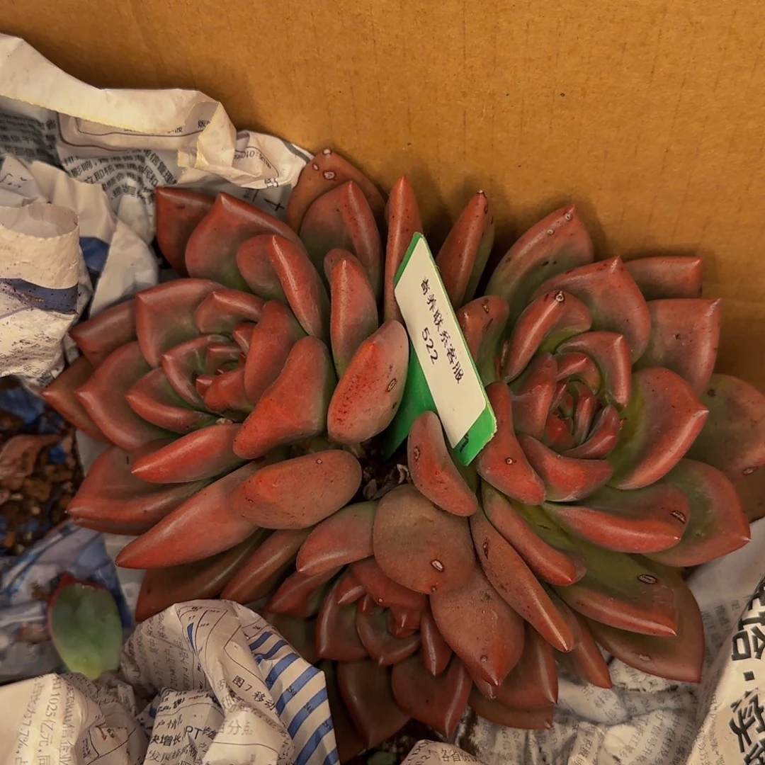 雪***娘522他他啦啊啊啊啊啊啊啊