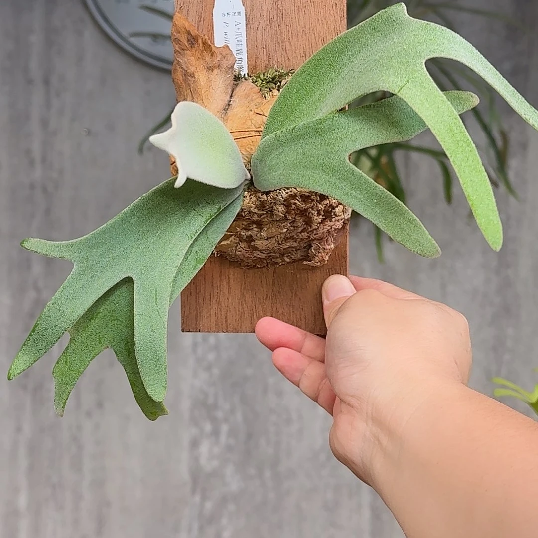 完全开放A+鹿角蕨书签板春野花园