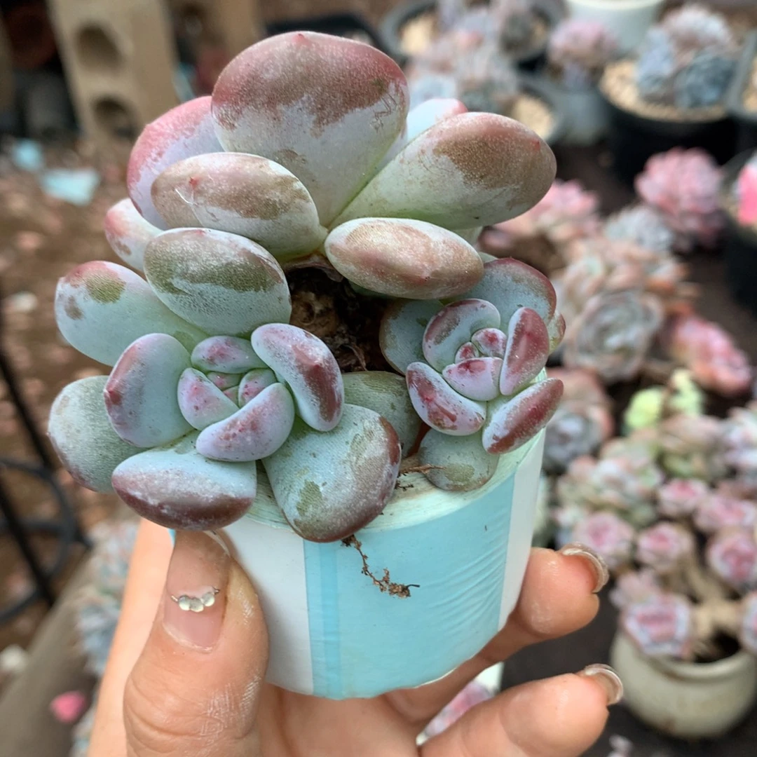 哈哈哈哈哈哈哈哈哈！