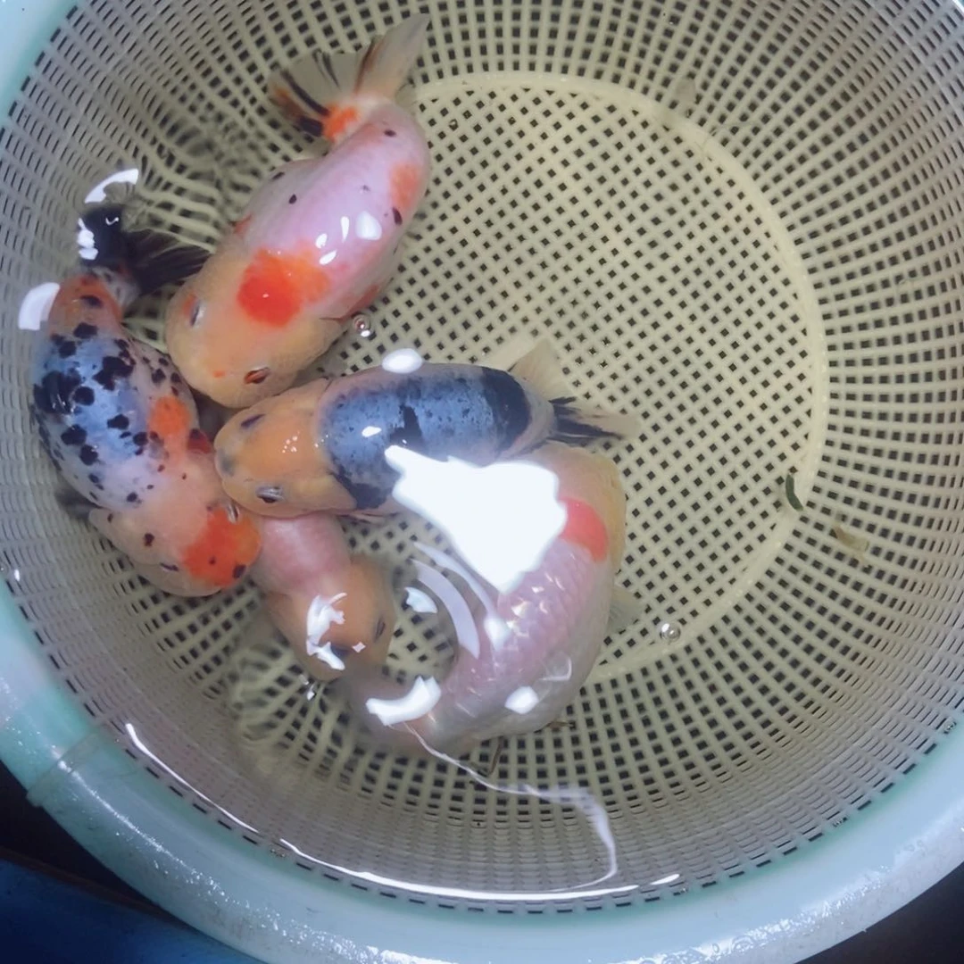 金鱼大****观不包邮落地包损包健康