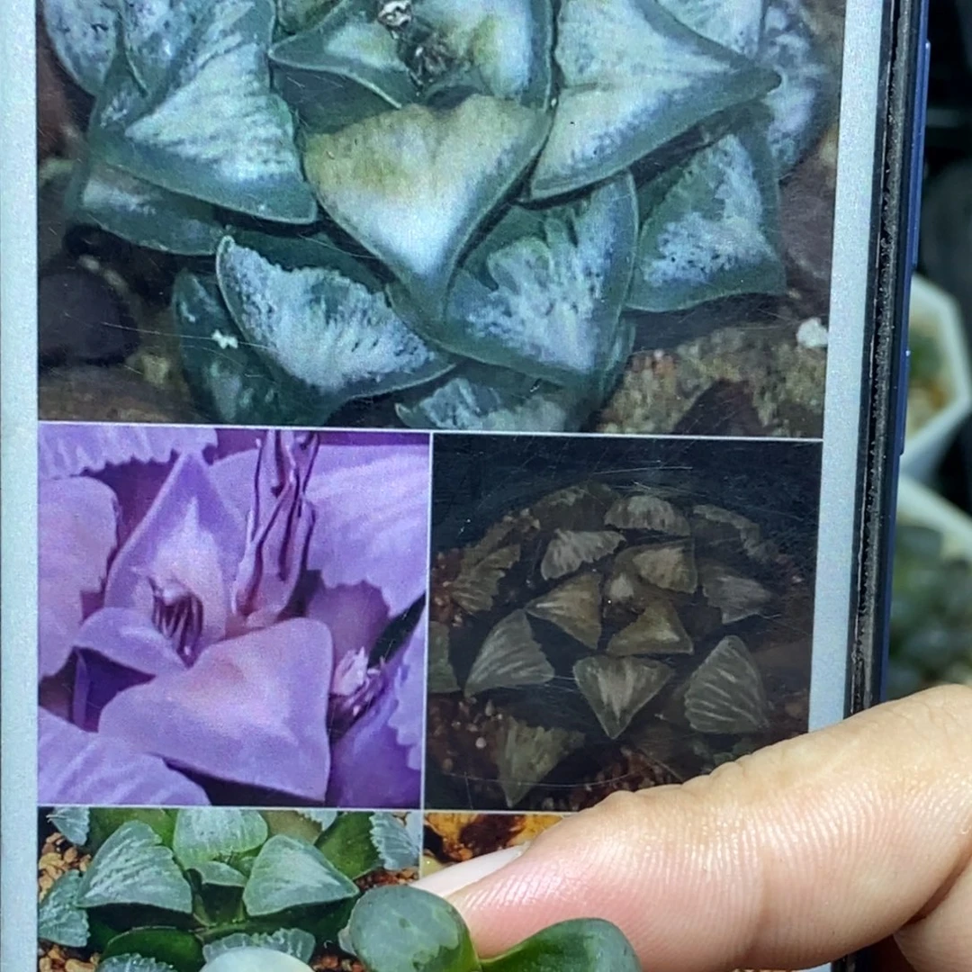 元祖白寡妇一物一拍