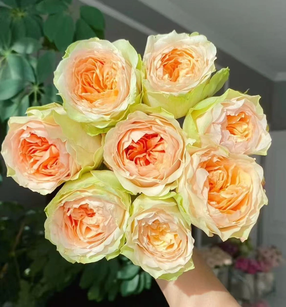 【20支-漫月眉】满2单中通特快冷链 送货上门 云南鲜花