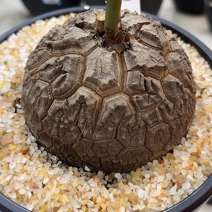 汤圆植物龟甲龙8006