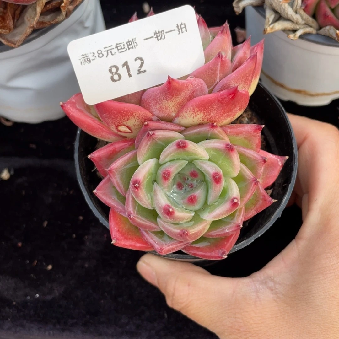 小***傲812东云双头多肉植物