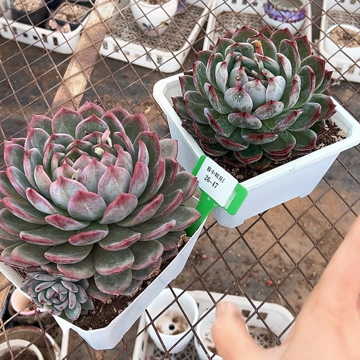 26.47香冰一个脱土