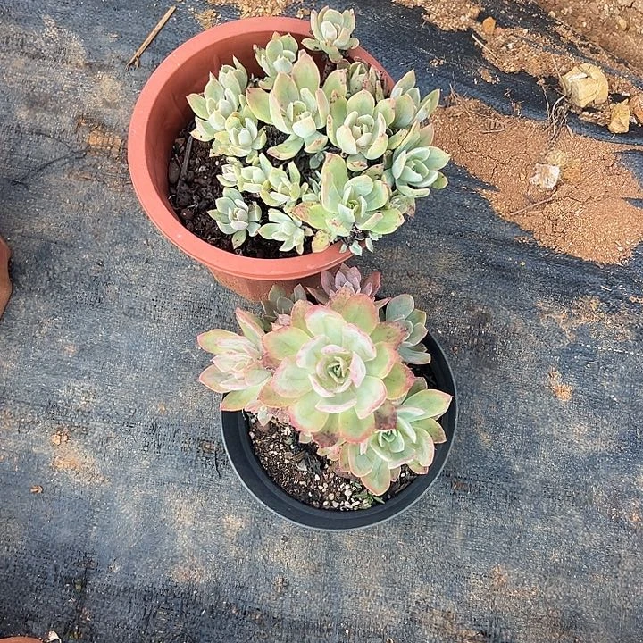 来*来多肉植物实物574