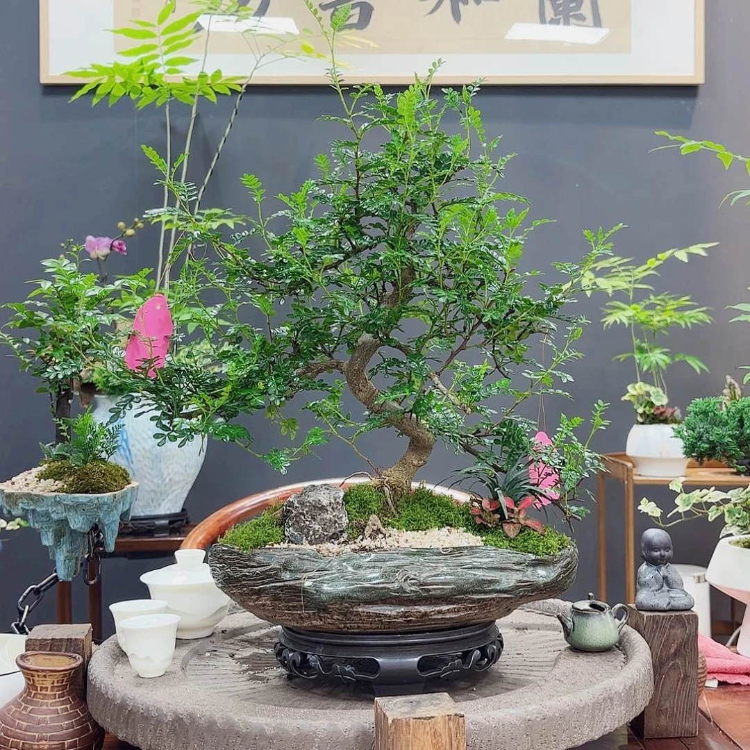 高端绿植一物一拍